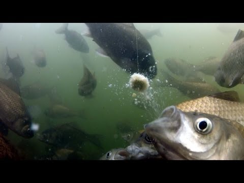 へら鮒釣りにて...食い逃げ＆向こうアワセの水の中