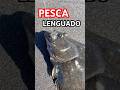 Pesca de lenguado 🎣✨✨✨ #fishing #fishinglife #pesca #lenguado #fisherman