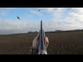 Jacht - Pheasant hunting with pointing dogs