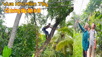 Vua Khỉ Miền Tây leo Cưa  Cây Bần dưới mé Sông tại An Thái Trung Cái Bè Tiền Giang