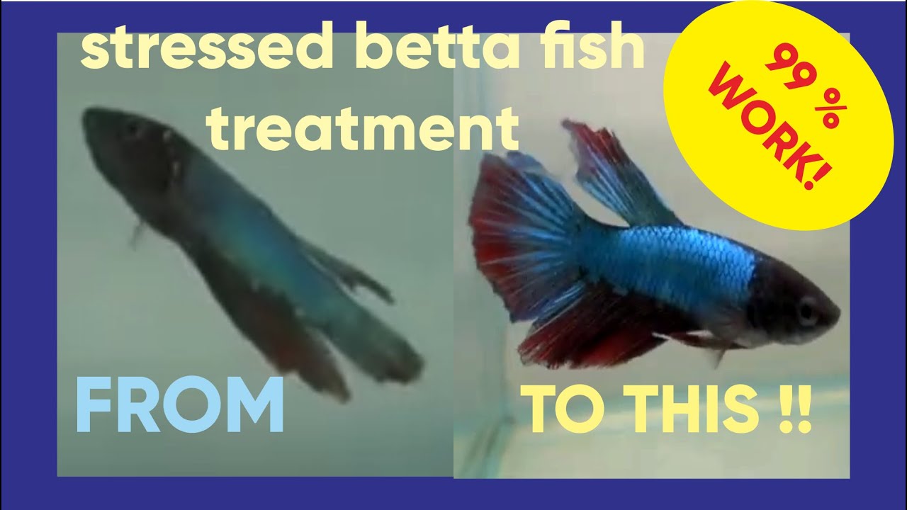 Stressed Betta Fish