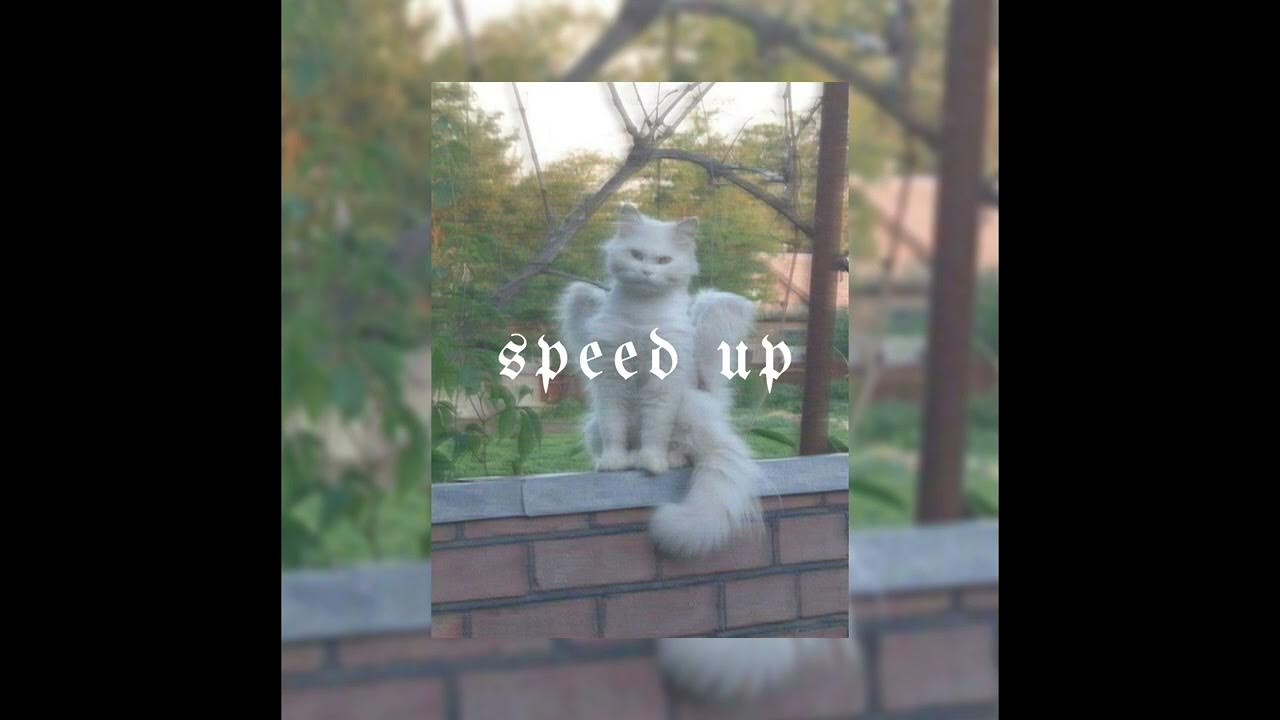 У меня живет культурный кот speed up. Котик Speed up. Кот Speed up.