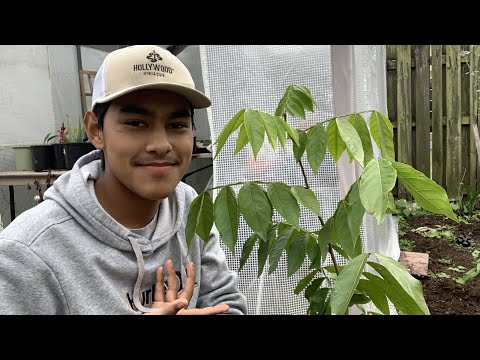 Video: Ice Cream Bean Tree Care - How To Grow An Ice Cream Bean Tree