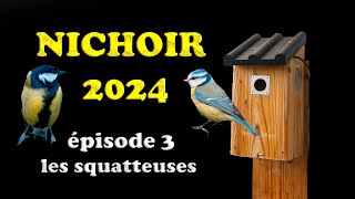 Nichoir Mésanges - EP3 : les squatteuses