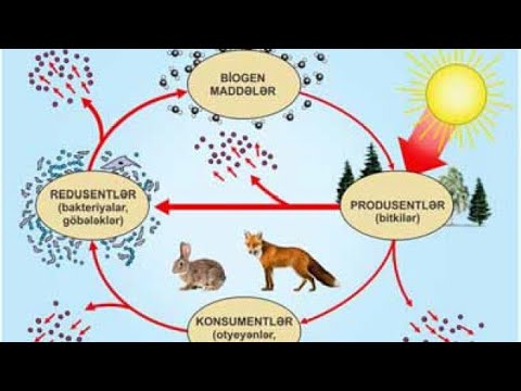 Video: Qida zəncirində ən çox enerjini kim alır?