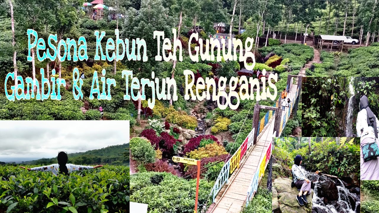 Pesona Gunung Gambir & Air Terjun Rengganis Jember || Kebun Teh Gunung Gambir Jember