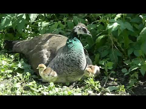 Содержание и Разведение Павлинов 2 часть/Breeding and Raising Peafowl