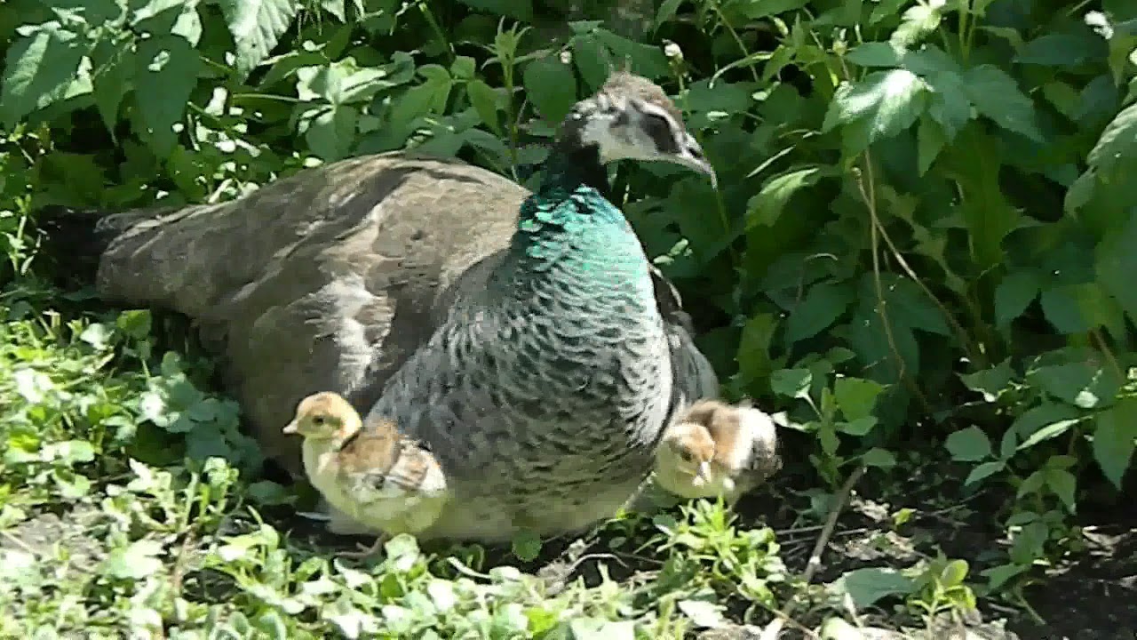 Содержание и Разведение Павлинов 2 часть/Breeding and Raising Peafowl