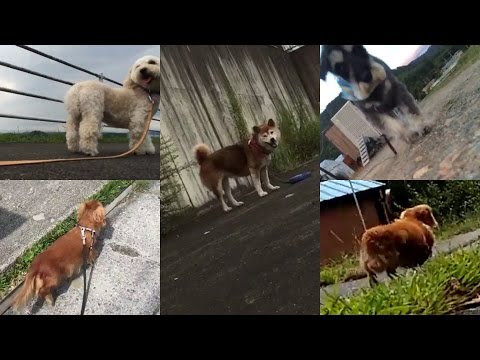 वीडियो: कैसे मेरी व्यक्तिगत यात्रा फैट से फिट तक आप और आपके पालतू जानवरों पर लागू होती है