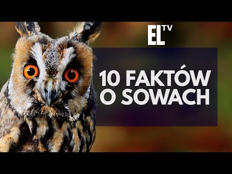 Jak wygląda sowa?