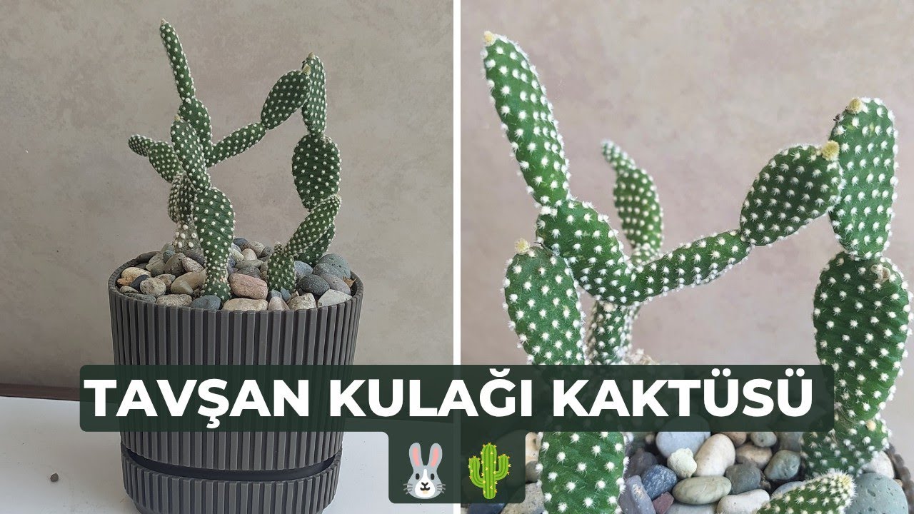 Opuntia Microdays // Tavan Kula Kakts