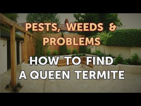 How to Find a Queen Termite