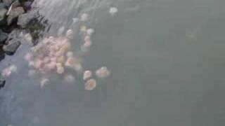 Jellyfish in Cairns