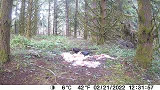 Avian scavengers on gut pile by Andy Hoffmann 36 views 2 years ago 31 seconds