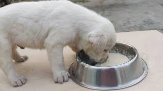 Labrador puppy food || FEEDING MY LAB PUPPY BREAKFAST!  लेब्रा डॉग को क्या खिलाना चाहिए?