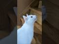 今のシロ。　 #猫のいる暮らし #猫 #保護猫