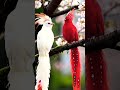 Beautiful bird #birds #nature #thebirdsonggroup #birdsong