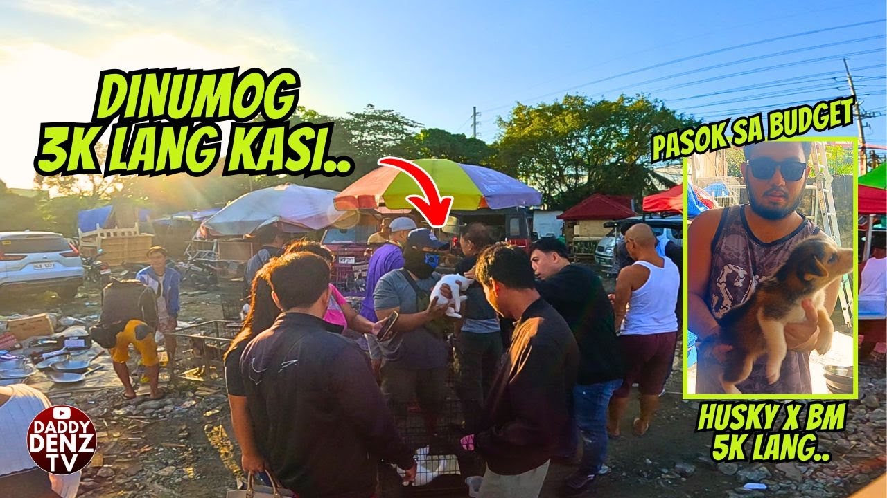 HANAP MO PASOK SA BUDGET NA PETS.. / PT.2 JAN. 16, 2026 @BOCAUE PETS & LIVESTOCK MARKET