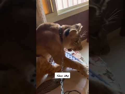 كلب متربي مع اسد ممكن ياكله حيوانات اسود