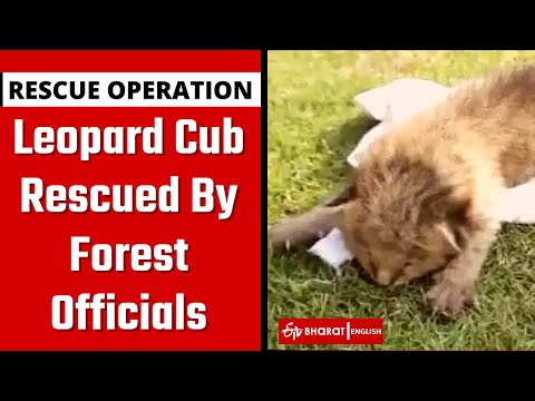 Leopard cub found in Sugarcane Field in Bajpur | Uttarakhand | Leopard Rescued By Forest Officials