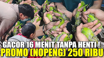 DULUNYA 5 JUTA, SEKARANG RATUSAN RIBU DAPET CUCAK IJO GACOR 16 MENIT NONSTOP DIKANDANG OMBYOKAN