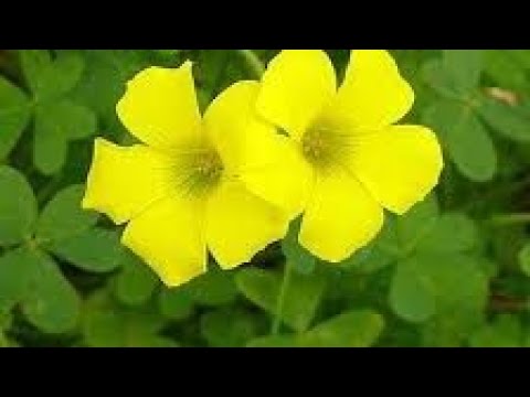 فوائد نبات الحماض الاصفر