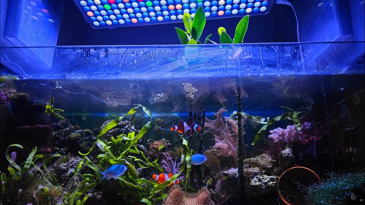 Aquarium recifal 🐠