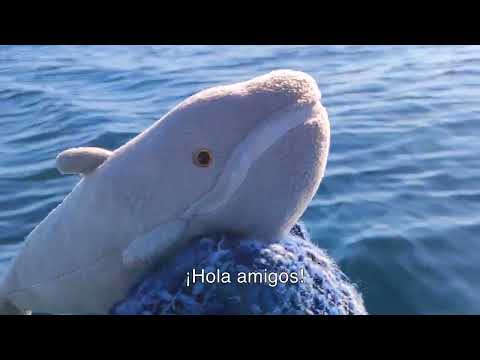 Video: Avistamiento de ballenas en California: consejos para verlas, cuándo ir