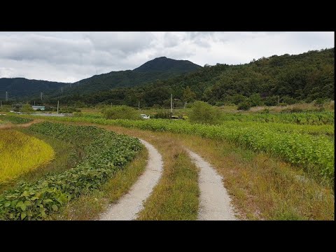 들길 따라서 양희은 노래 나는 한마리 파랑새되어 저 푸른 하늘로 날아 가고파