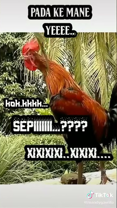 Kok Sepi.... Ayam berkokok lucu