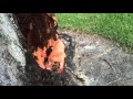 Mahogany Tree Fell Mahogany Tree Fell