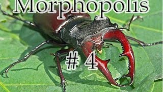 Morphopolis # 4