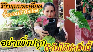 รีวิวหมดเปลือกแบบละเอียดEp.1 ซื้อบอนสีออนไลน์ อย่าเพิ่งปลูก ถ้ายังไม่ได้ทำสิ่งนี้!
