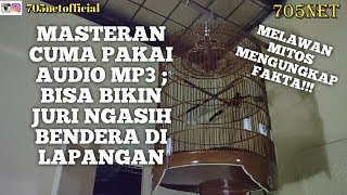 Cukup Pakai Masteran MP3 Buat Materi Isian Murai Batu Di Lapangan