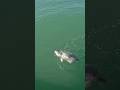 Fishing for dinner! #shorts #fish #fishing #video #florida