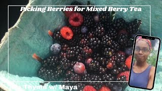 Tea Thyme With Maya| Picking Berries for a Mixed Berry Tea| Tea Garden| June 2024