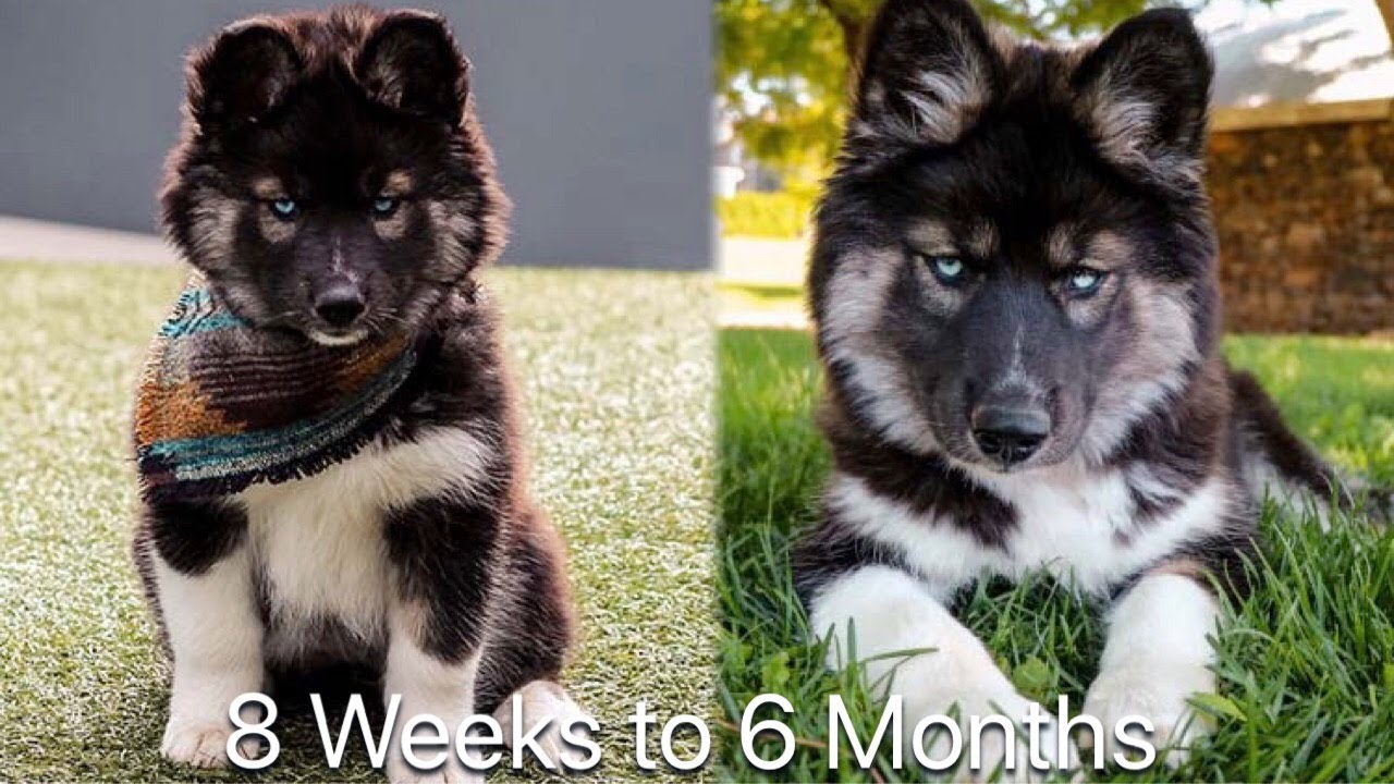 siberian husky 6 months