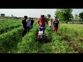 Power weeder demonstration by doaba agro on vegetables  orchards and popular farming