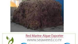 Tanzania red seaweed algae importer Exporter wholesale suppliers