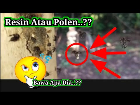 Video: Perbedaan Antara Pollen Dan Nektar