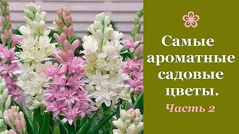 ❀ Самые ароматные садовые цветы. Часть 2