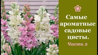 ❀ Самые ароматные садовые цветы. Часть 2