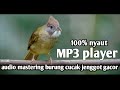 Cucak jenggot gacor durasi panjang Cocok Buat masteran burung Muray Kacer Dan jalak suren | MP3