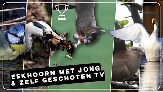 Moeder eekhoorn verhuist jong, douchende Turkse tortel en reiger | Zelf Geschoten | Vroege Vogels