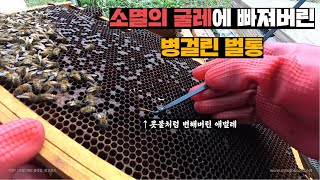 꿀벌계의 흑사병에 걸려버린 벌통, 꿀벌째로 처리해주기
