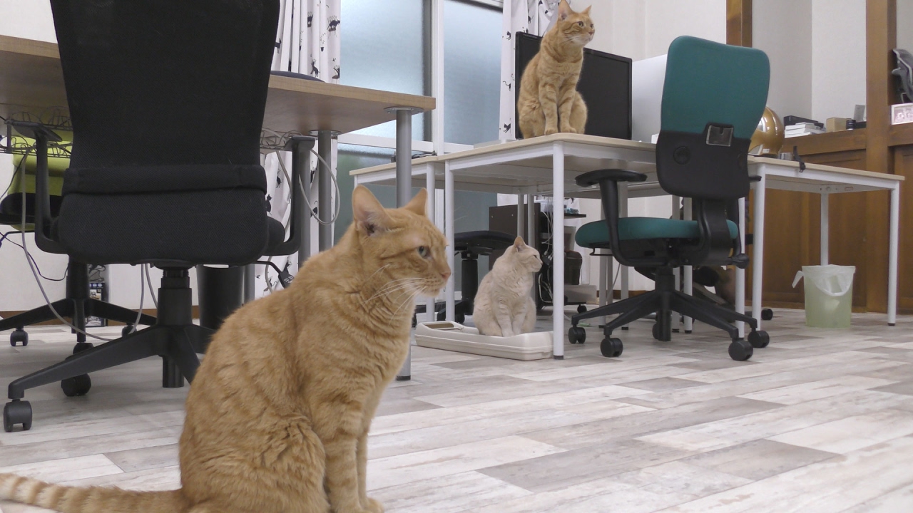 猫のいる会社/qnote(キューノート)