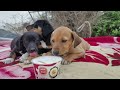 Feeding Rescue Baby Puppies 🐶❤️ | I’ve Taken Care of These Puppies Since They Were Born