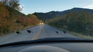 Turkey Crossing Stops Traffic in Montana
