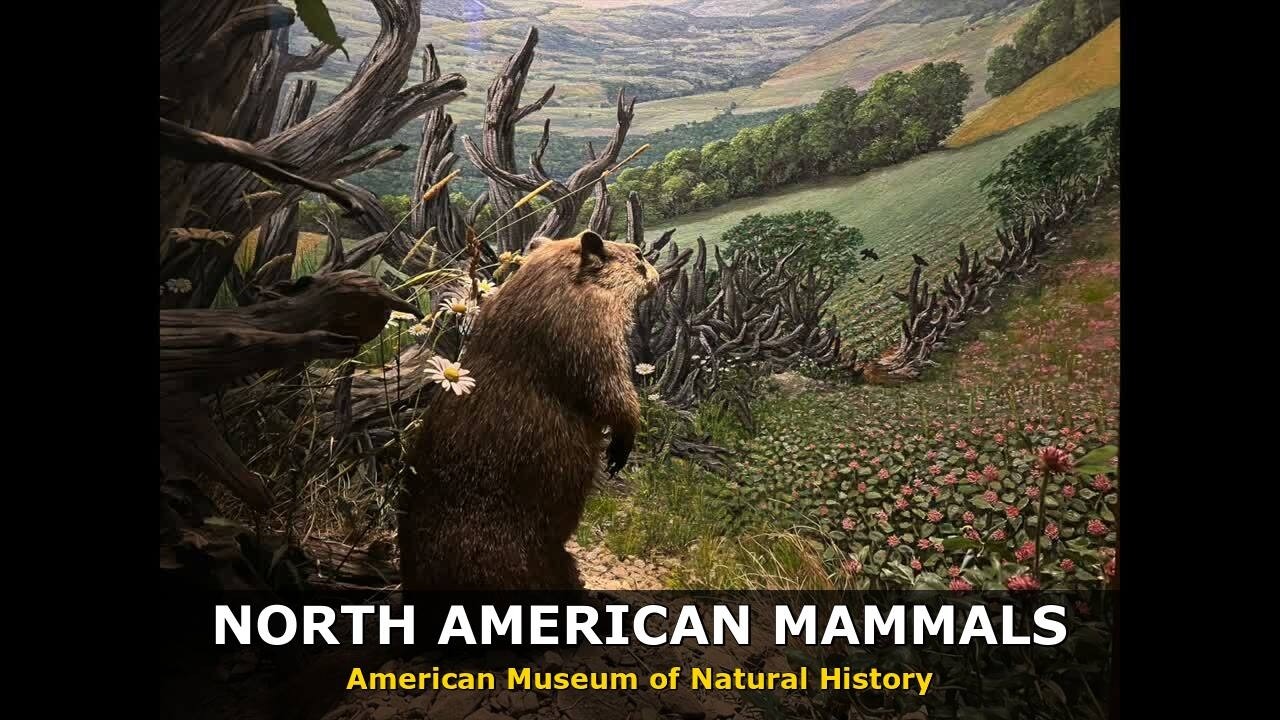 North American Mammals