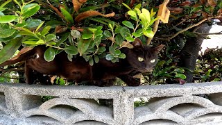 Black cat patrolling from above the fence [Cat Island] [Okinawa] [Oujima]